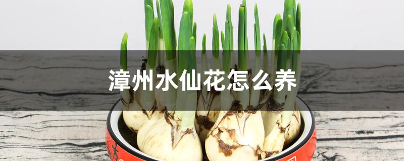 漳州水仙花怎么养 漳州水仙花怎么养