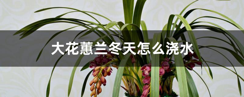 大花蕙兰冬天怎么浇水 大花蕙兰冬天怎么浇水