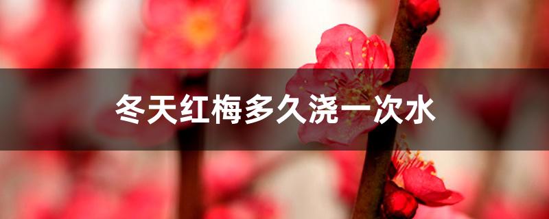 冬天红梅多久浇一次水 冬天红梅多久浇一次水