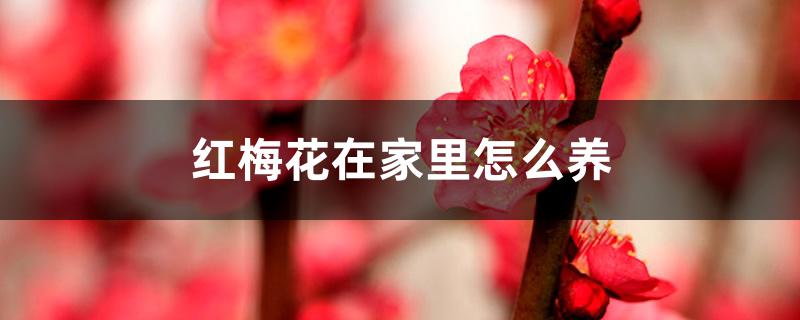 红梅花在家里怎么养 红梅花在家里怎么养