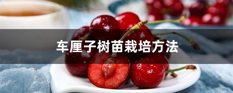 车厘子树苗栽培方法 车厘子树苗栽培方法