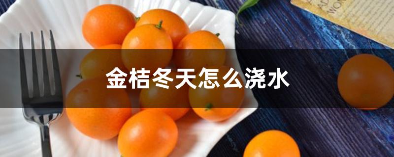 金桔冬天怎么浇水