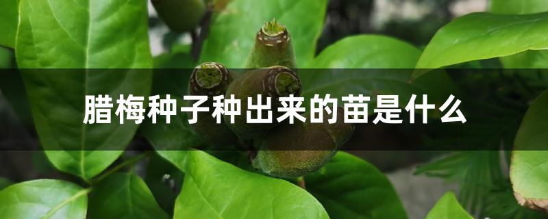 腊梅种子种出来的苗是什么 腊梅种子种出来的苗是什么