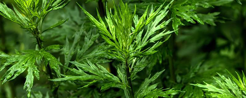 蓼草和艾草的关系 蓼草和艾草的关系