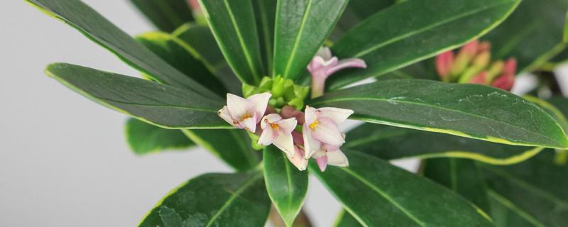 瑞香花怎么养