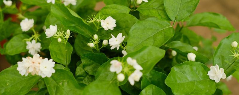 茉莉怎么修剪才能开花 茉莉怎么修剪才能开花