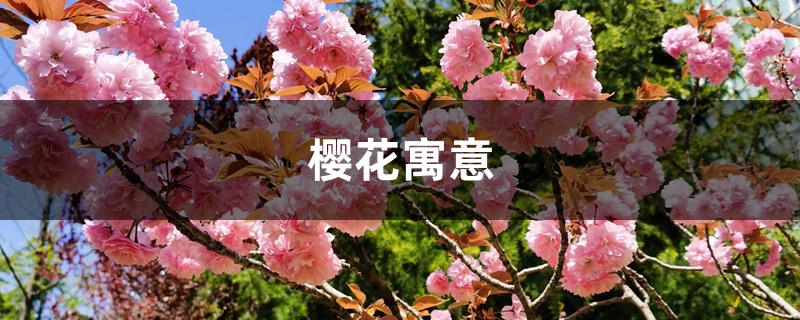 樱花寓意 樱花寓意