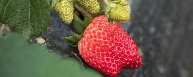 草莓多久施肥一次 草莓多久施肥一次