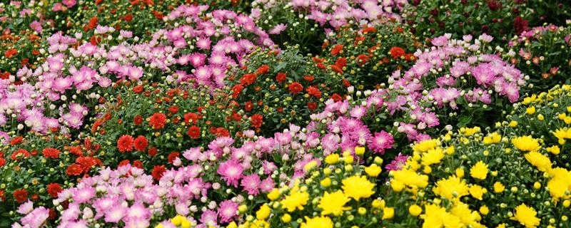 菊花在什么季节开花 菊花在什么季节开花