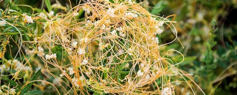 菟丝子是绿色植物吗 菟丝子是绿色植物吗