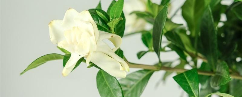 盆栽花卉怎么养 盆栽花卉怎么养