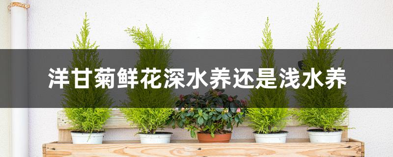 洋甘菊鲜花深水养还是浅水养 洋甘菊鲜花深水养还是浅水养