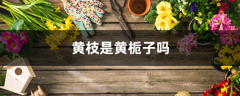 黄枝是黄栀子吗