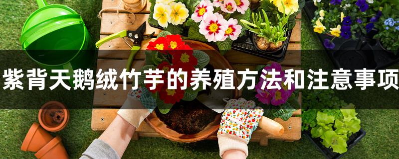 紫背天鹅绒竹芋的养殖方法和注意事项 紫背天鹅绒竹芋的养殖方法和注意事项
