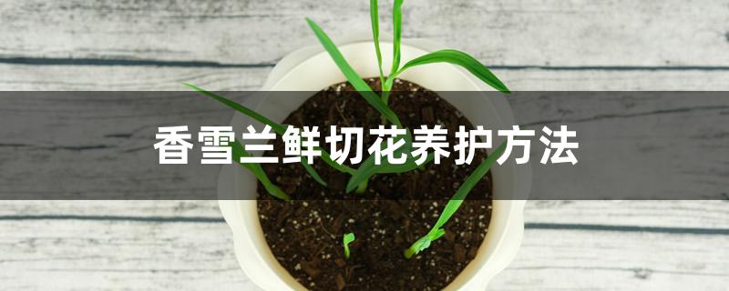 香雪兰鲜切花养护方法 香雪兰鲜切花养护方法