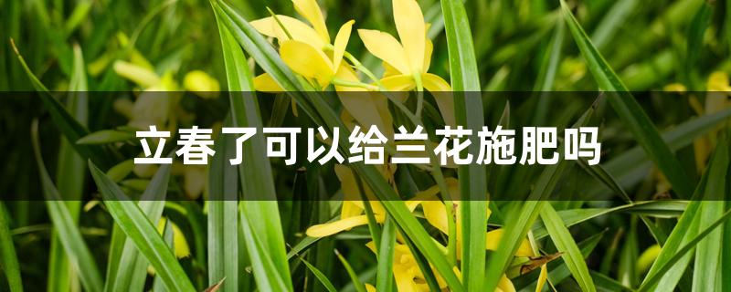 立春了可以给兰花施肥吗 立春了可以给兰花施肥吗