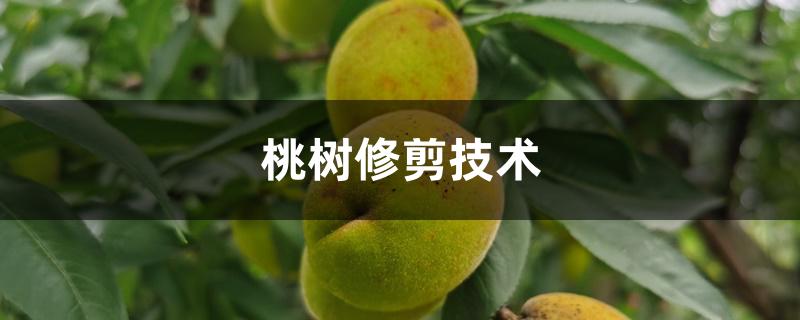 桃树修剪技术 桃树修剪技术