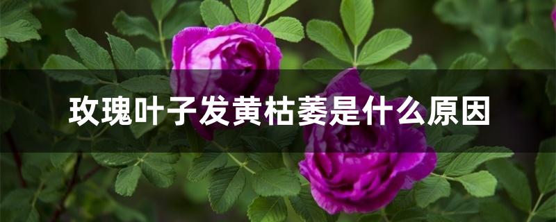 玫瑰叶子发黄枯萎是什么原因 玫瑰叶子发黄枯萎是什么原因
