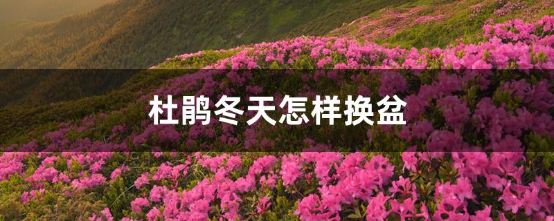 杜鹃冬天怎样换盆 杜鹃冬天怎样换盆