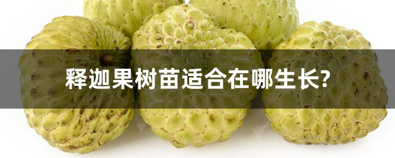 释迦果树苗适合在哪生长? 释迦果树苗适合在哪生长?