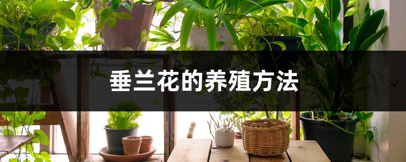 垂兰花的养殖方法 垂兰花的养殖方法