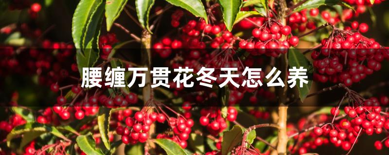 腰缠万贯花冬天怎么养 腰缠万贯花冬天怎么养