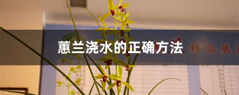 蕙兰浇水的正确方法 蕙兰浇水的正确方法