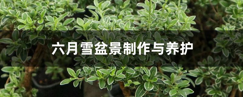 六月雪盆景制作与养护 六月雪盆景制作与养护