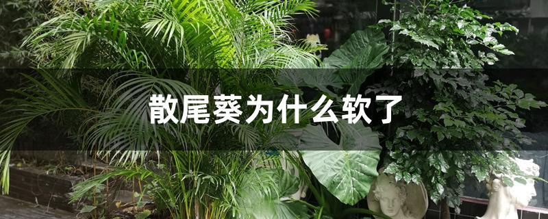 散尾葵为什么软了 散尾葵为什么软了