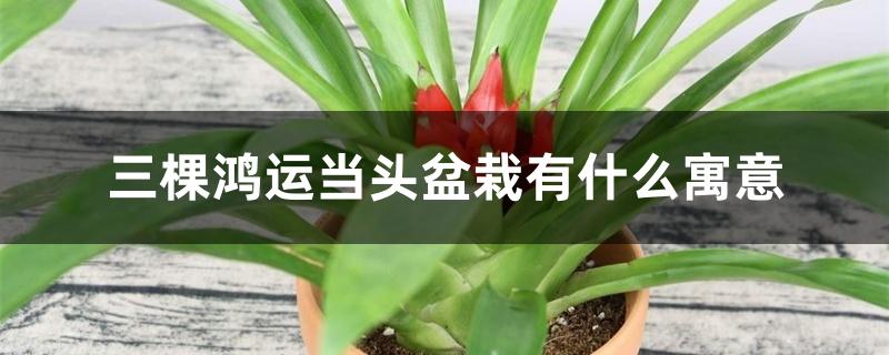 三棵鸿运当头盆栽有什么寓意 三棵鸿运当头盆栽有什么寓意