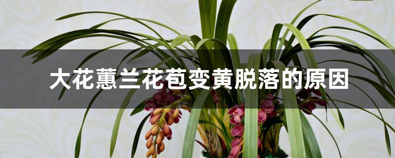 大花蕙兰花苞变黄脱落的原因 大花蕙兰花苞变黄脱落的原因