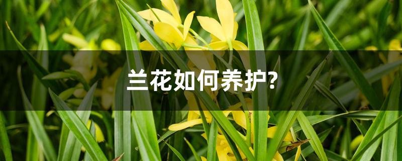 兰花如何养护? 兰花如何养护?
