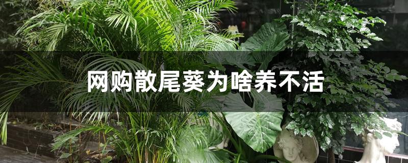 网购散尾葵为啥养不活