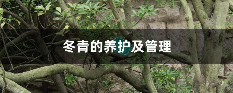 冬青的养护及管理 冬青的养护及管理