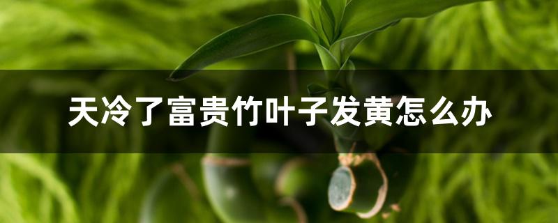 天冷了富贵竹叶子发黄怎么办 天冷了富贵竹叶子发黄怎么办