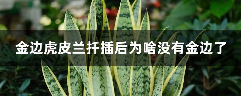 金边虎皮兰扦插后为啥没有金边了 金边虎皮兰扦插后为啥没有金边了