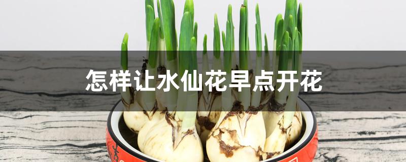怎样让水仙花早点开花 怎样让水仙花早点开花