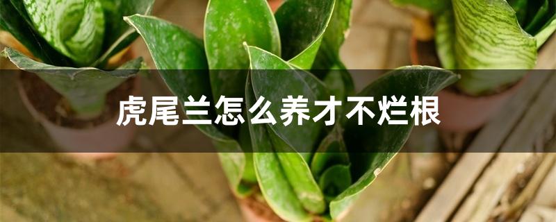 虎尾兰怎么养才不烂根 虎尾兰怎么养才不烂根