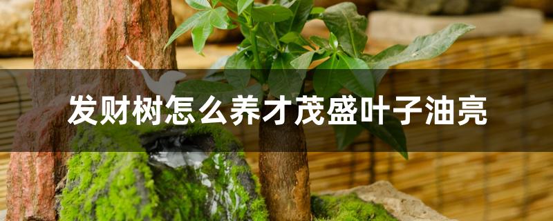发财树怎么养才茂盛叶子油亮 发财树怎么养才茂盛叶子油亮