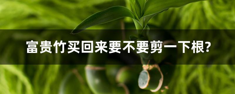 富贵竹买回来要不要剪一下根? 富贵竹买回来要不要剪一下根?