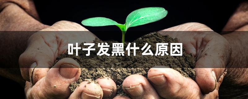 叶子发黑什么原因 叶子发黑什么原因