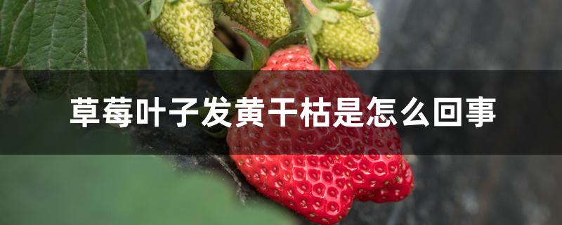 草莓叶子发黄干枯是怎么回事 草莓叶子发黄干枯是怎么回事
