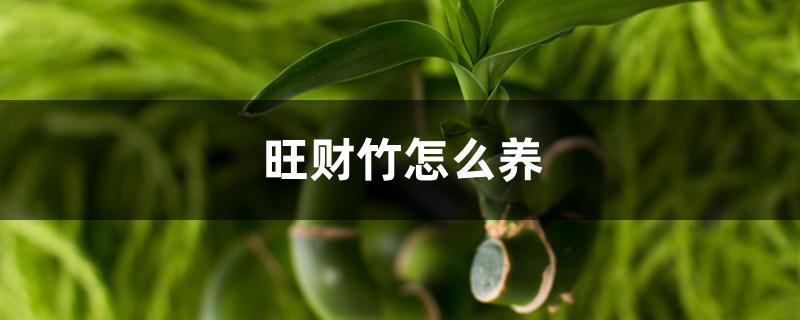 旺财竹怎么养 旺财竹怎么养