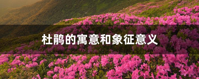 杜鹃的寓意和象征意义 杜鹃的寓意和象征意义
