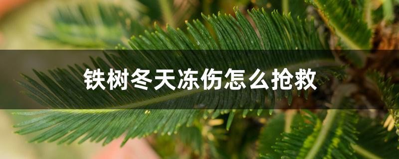 铁树冬天冻伤怎么抢救 铁树冬天冻伤怎么抢救