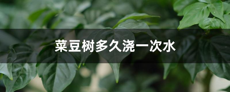 菜豆树多久浇一次水 菜豆树多久浇一次水