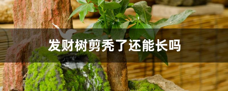 发财树剪秃了还能长吗 发财树剪秃了还能长吗