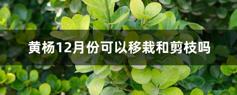 黄杨12月份可以移栽和剪枝吗 黄杨12月份可以移栽和剪枝吗