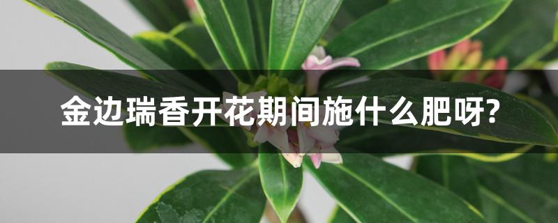 金边瑞香开花期间施什么肥呀? 金边瑞香开花期间施什么肥呀?