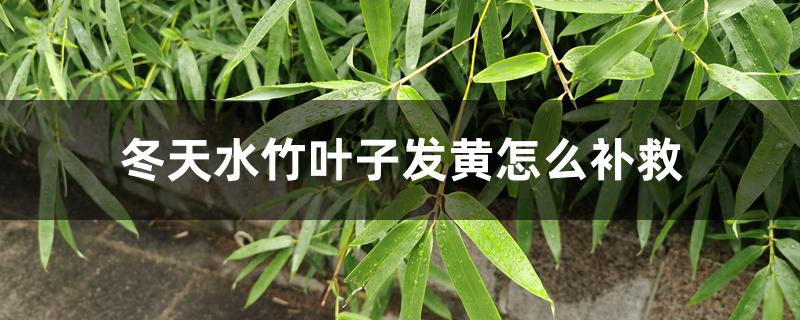 冬天水竹叶子发黄怎么补救 冬天水竹叶子发黄怎么补救